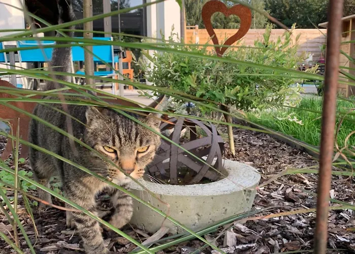 Nocleg ze śniadaniem Chez Isa Faymonville